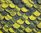 Mini-Dachschindeln Farbenspiel ( Schwarz mit Gelb )